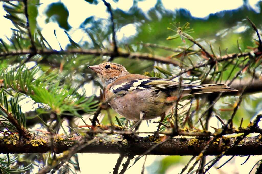 finch, forest finch, bird-7474874.jpg